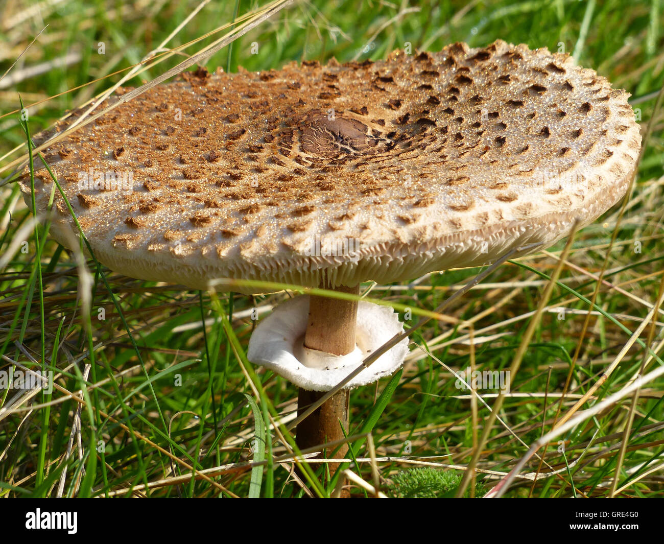 Parasol Mushroom On A Meadow, Macrolepiota Stock Photo Alamy