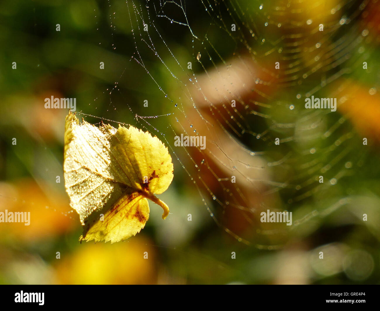 Autumnal Yellow Leaf Is Caught In A Spider Web Stock Photo