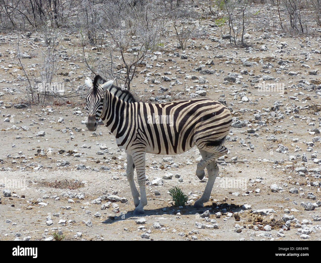 Zebra Stock Photo