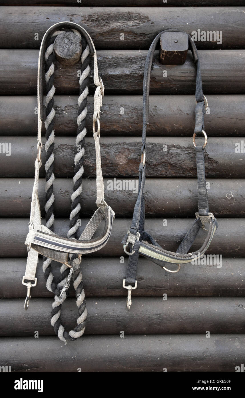 Details of diversity used horse reins Stock Photo Alamy
