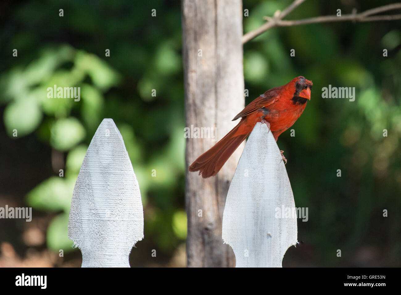 Northern Cardinal in moult sitting on a fence Stock Photo