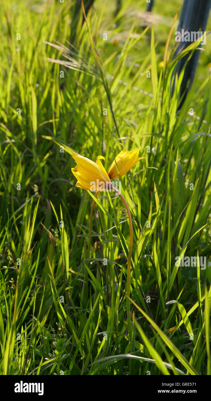 Yellow Wild Tulips, Tulipa Sylvestris Near Gau-Odernheim, Rhinehesse, Rhineland-Palatinate Stock Photo