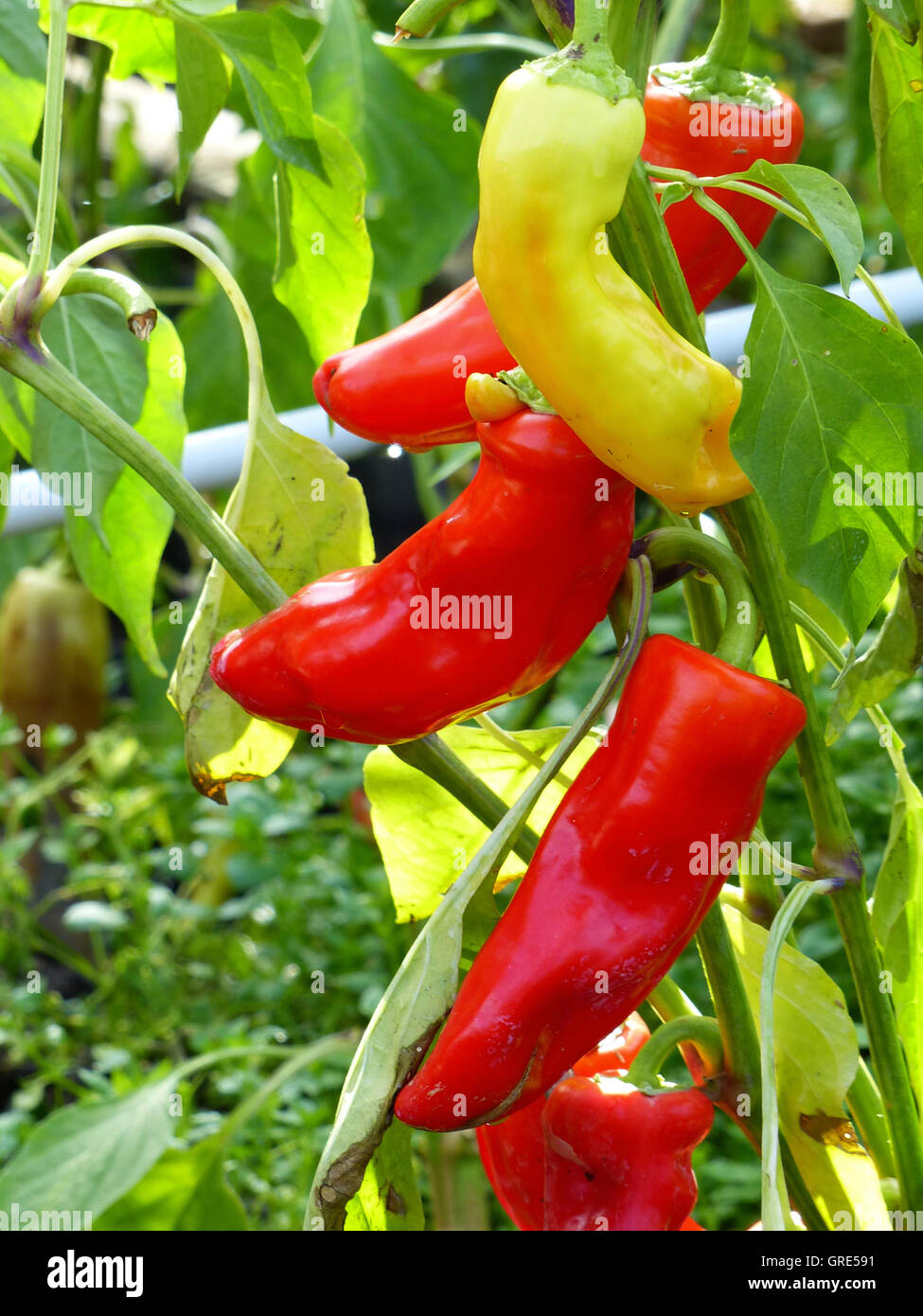 Red And Yellow Pepper Stock Photo Alamy