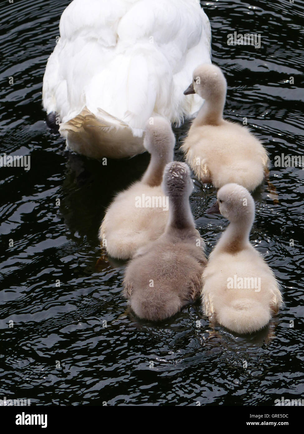 Mama Swan Swimming On The Water Together With Her Four Goslings Stock Photo