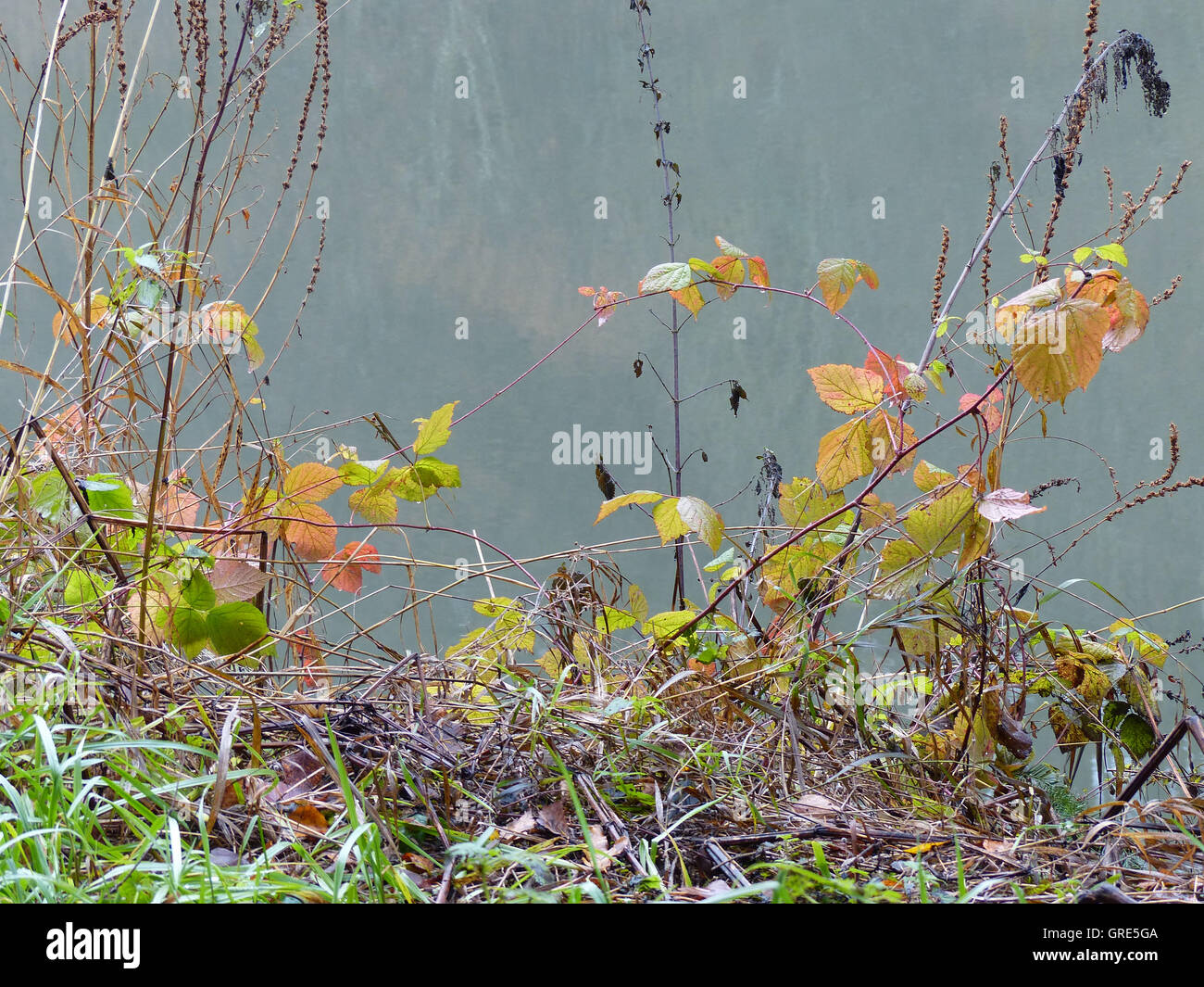 Autumnal Grasses And Brambles On The Waterfront Stock Photo