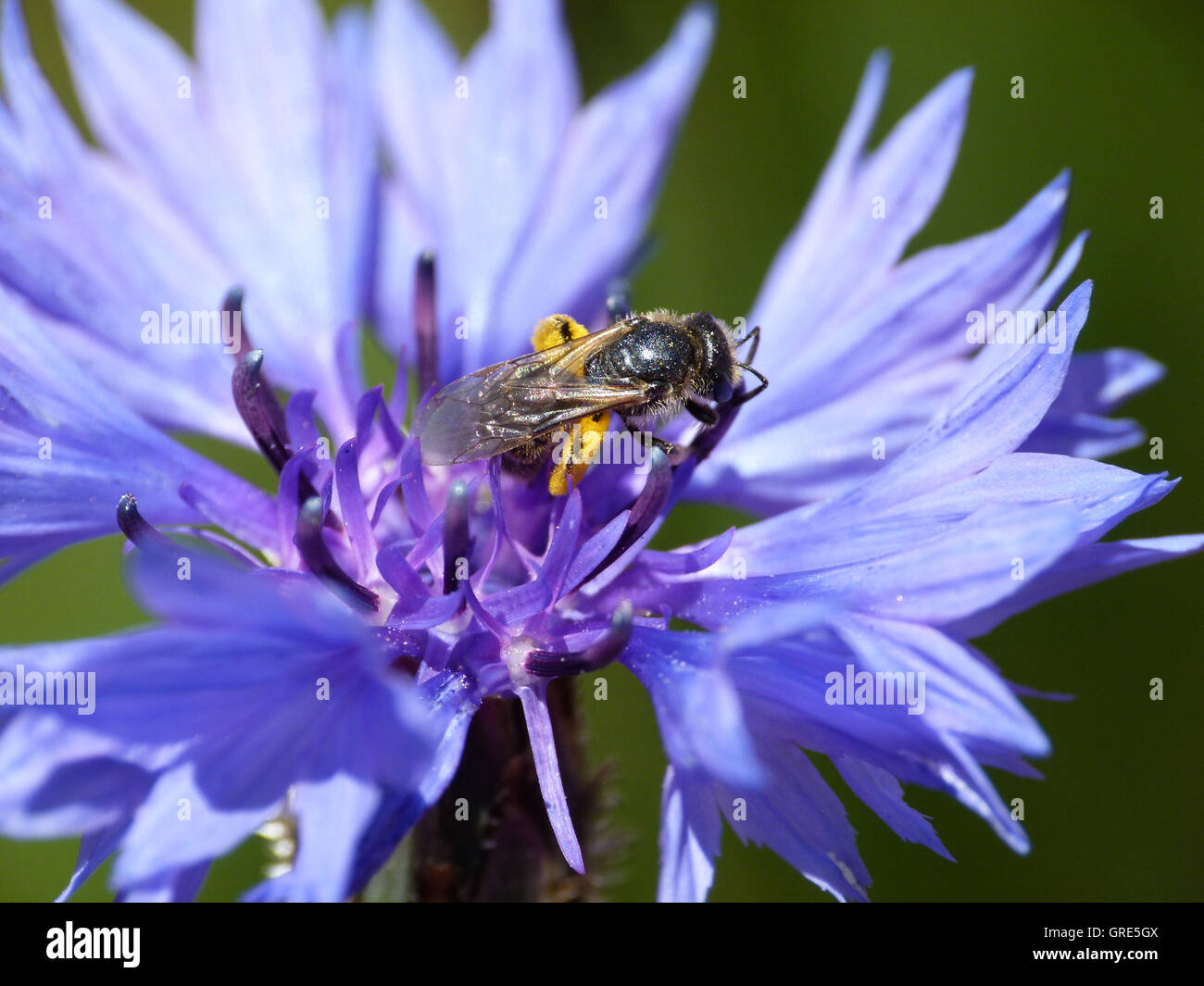 Bee Gets Nectar From Cornflower Stock Photo