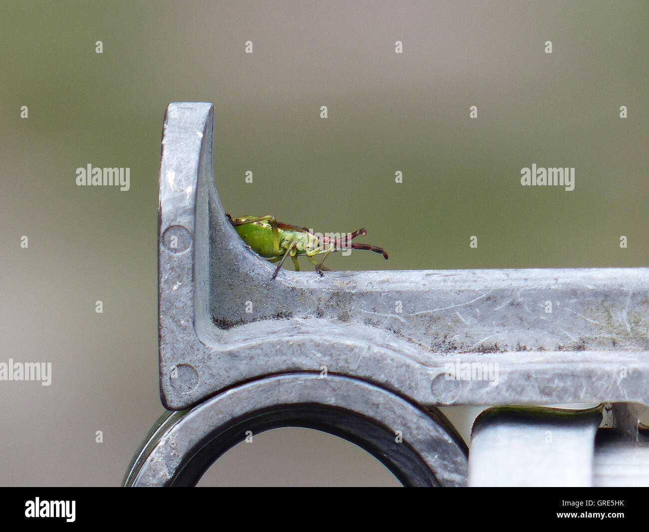 Green insect hi-res stock photography and images - Alamy