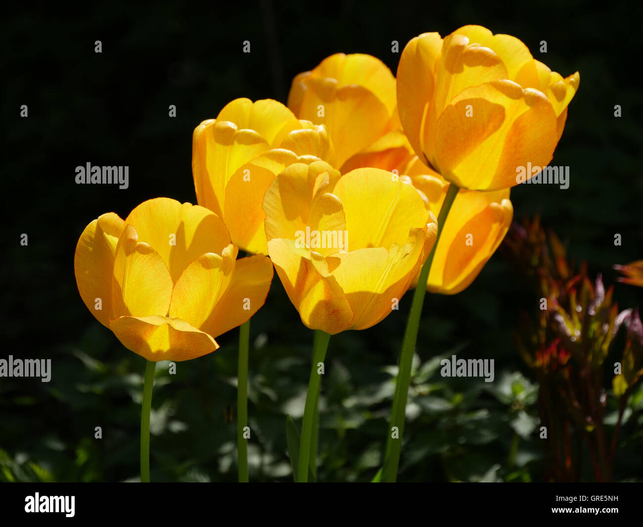 Group Of Yellow Tulips In The Back Light, Dark Background Stock Photo ...
