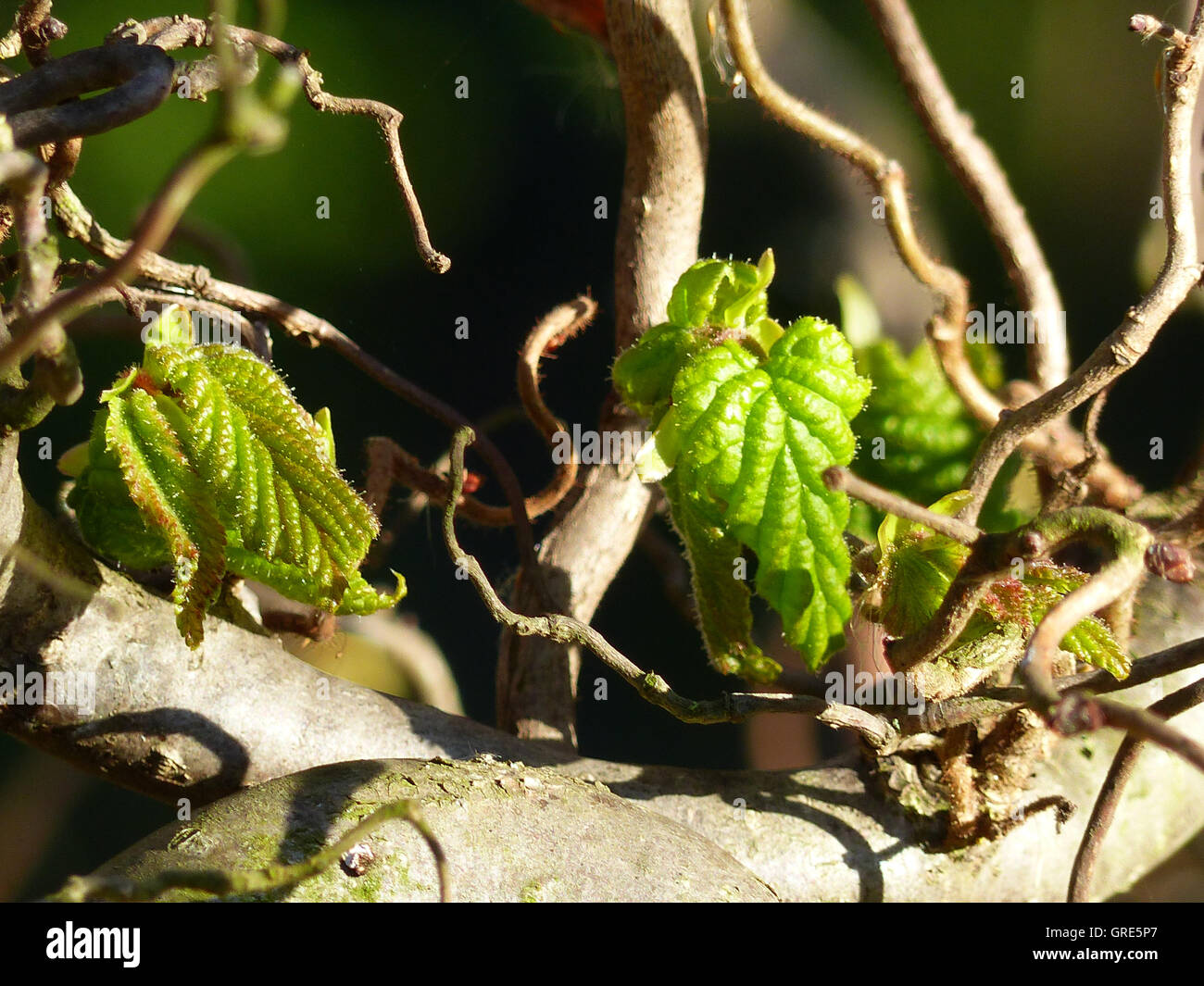 Corkscrew hazel shrub hires stock photography and images Alamy