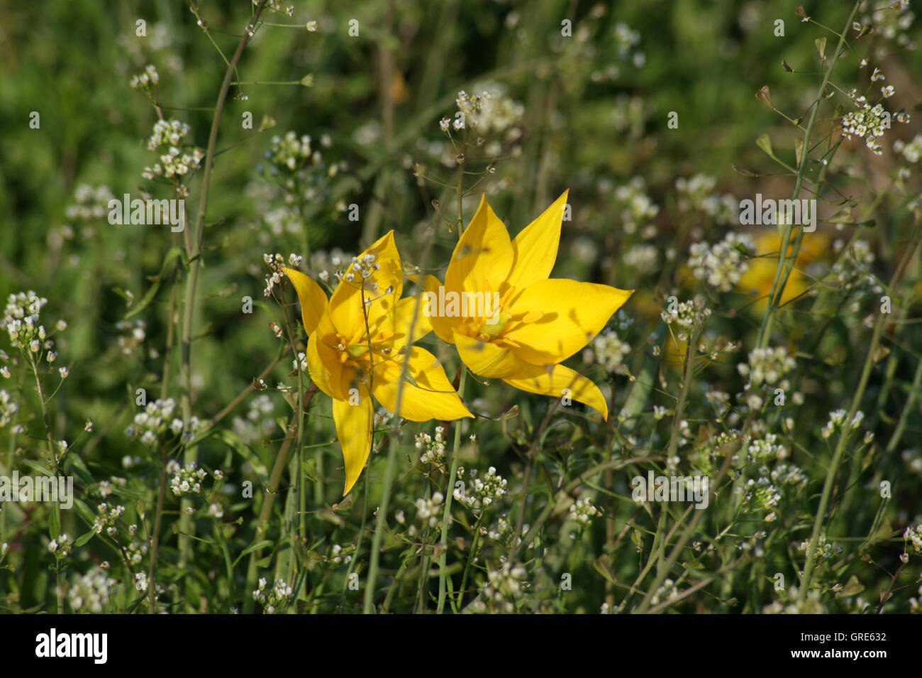 Yellow Wild Tulips, Tulipa Sylvestris Near Gau-Odernheim, Rhinehesse, Rhineland-Palatinate Stock Photo