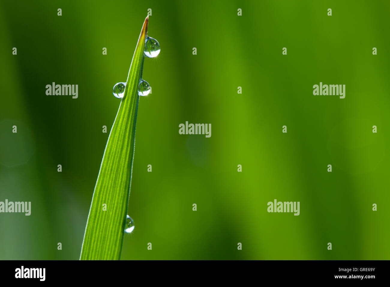 Grass. Close up Stock Photo