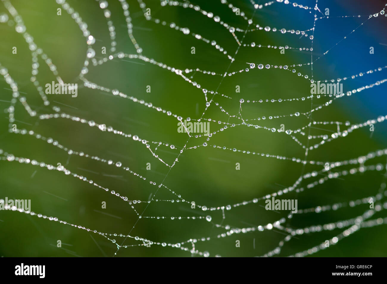 Spider web in garden Stock Photo - Alamy