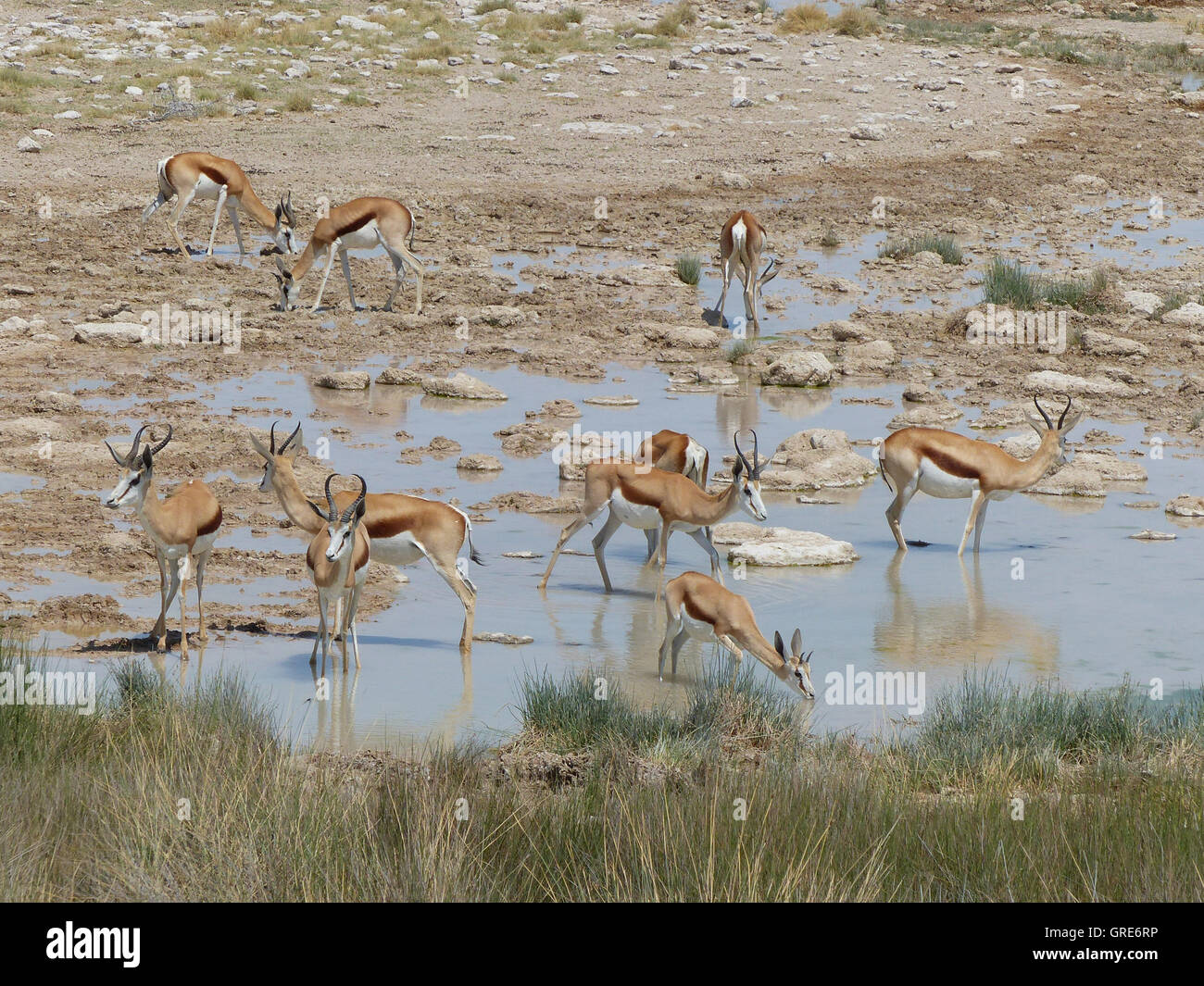 Springbok And Impala At A Waterhole, Namibia Stock Photo