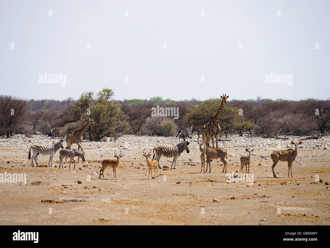 Wild Animals, Namibia Stock Photo