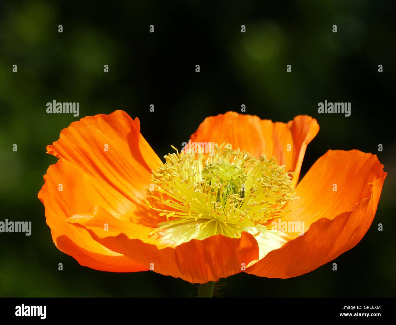 Iceland Poppy With Dark Green Background Stock Photo Alamy