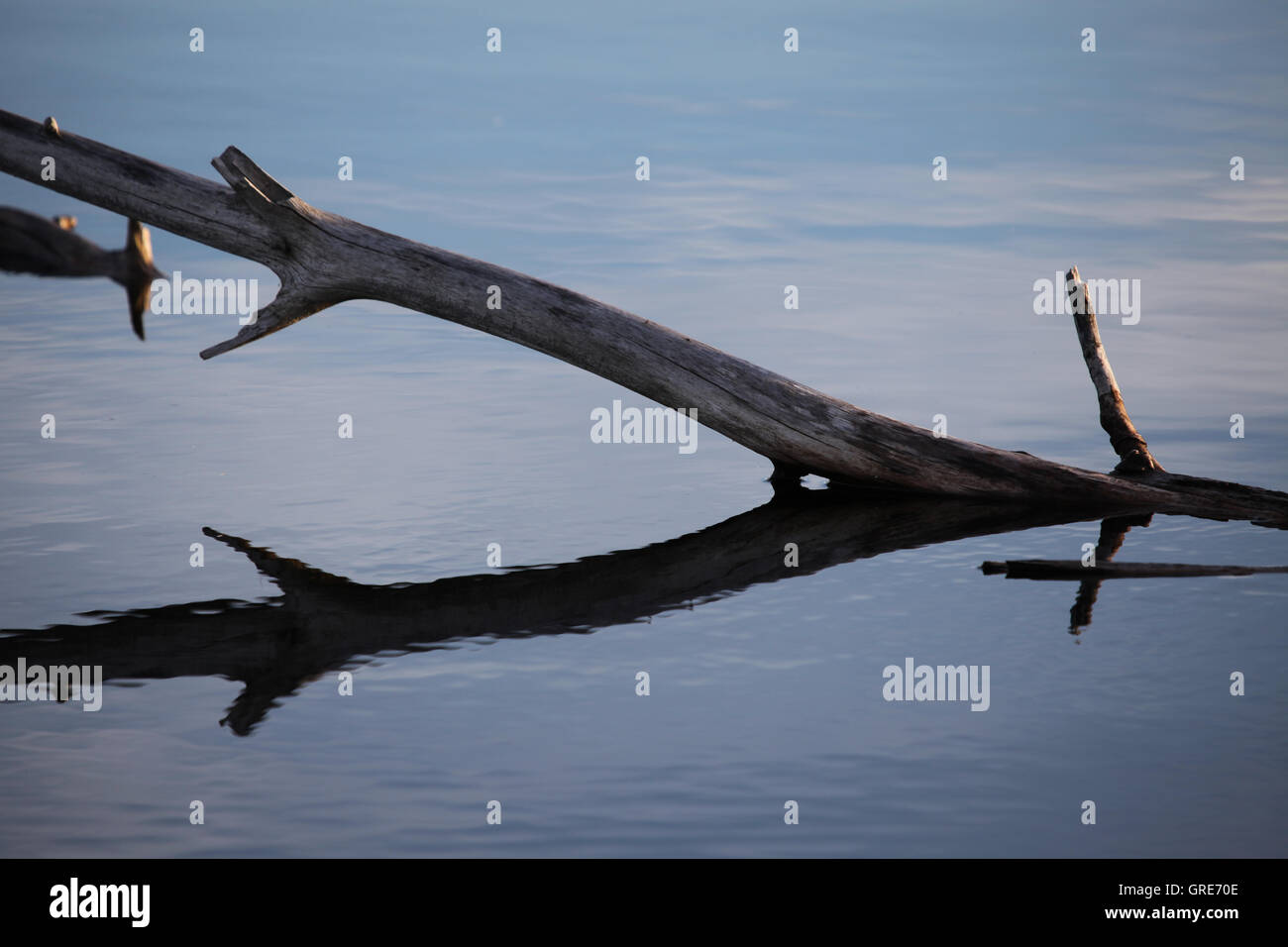 Branch In Shallow Water Stock Photo