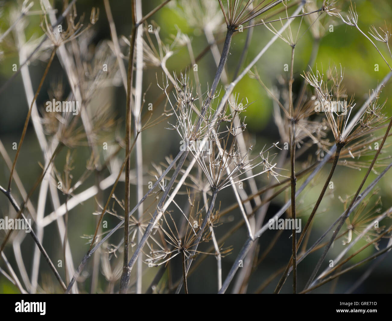 Dried up plants hires stock photography and images Alamy