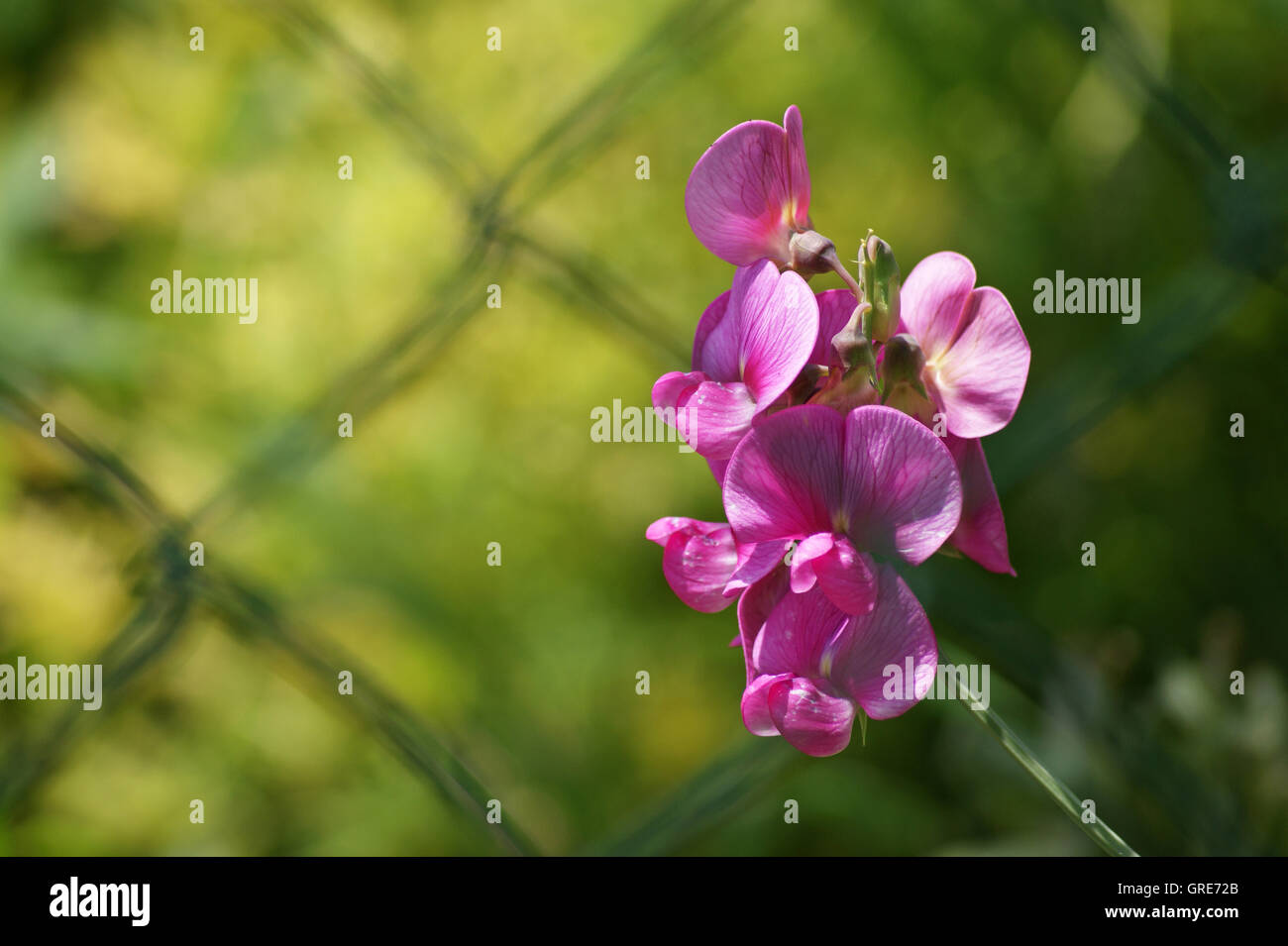 Pink Vetch With Green Background Stock Photo