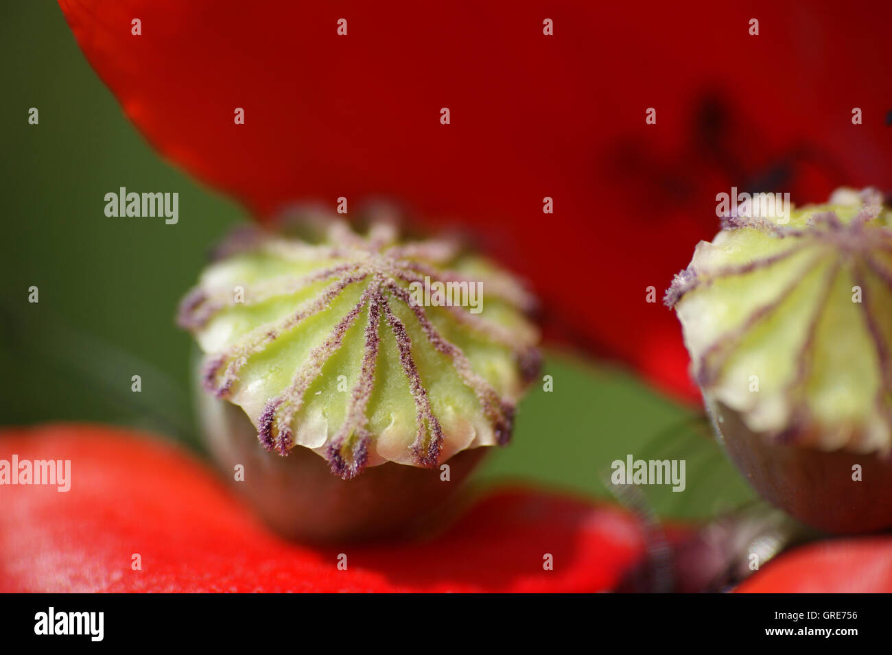 Two Poppy Flowers High Resolution Stock Photography and Images - Alamy