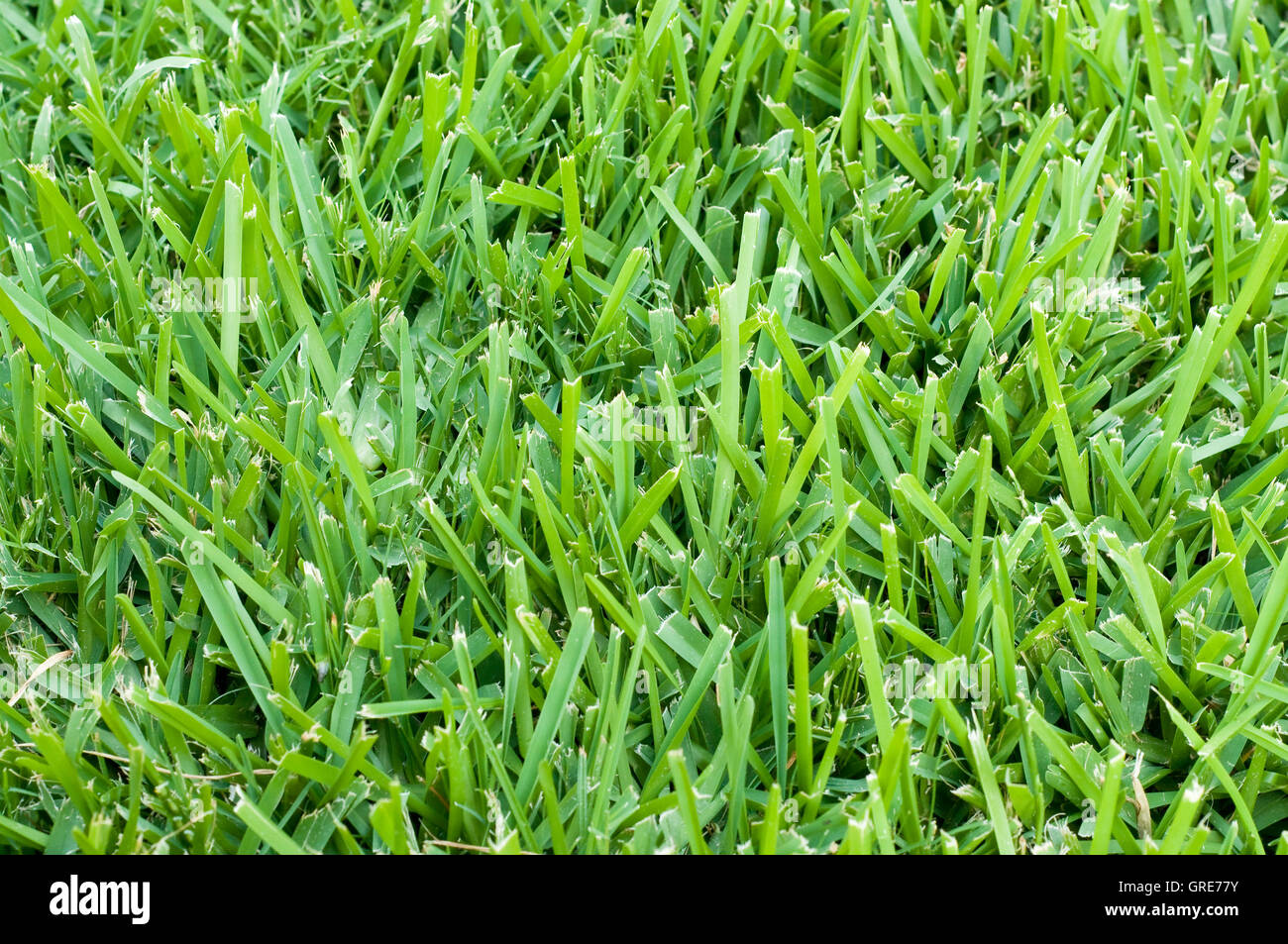 St augustine grass backdrop Stock Photo - Alamy