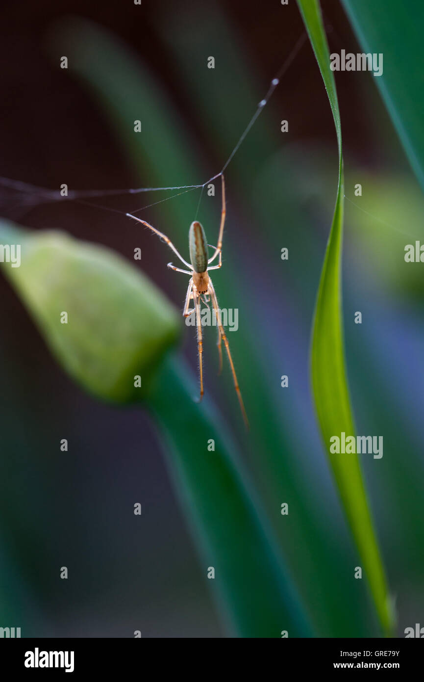 spider close up Stock Photo - Alamy