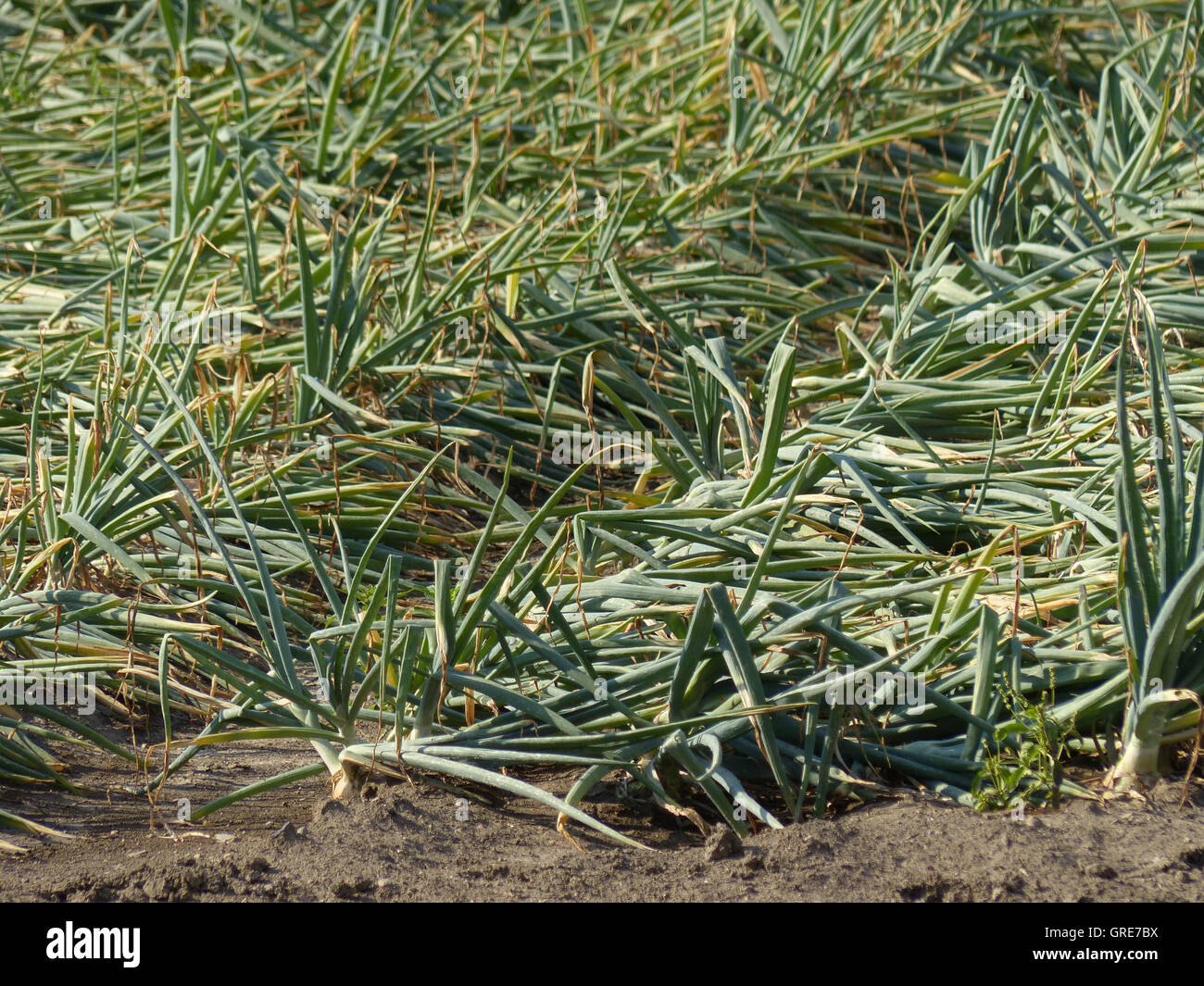 Herbal Plants Onions High Resolution Stock Photography and Images - Alamy