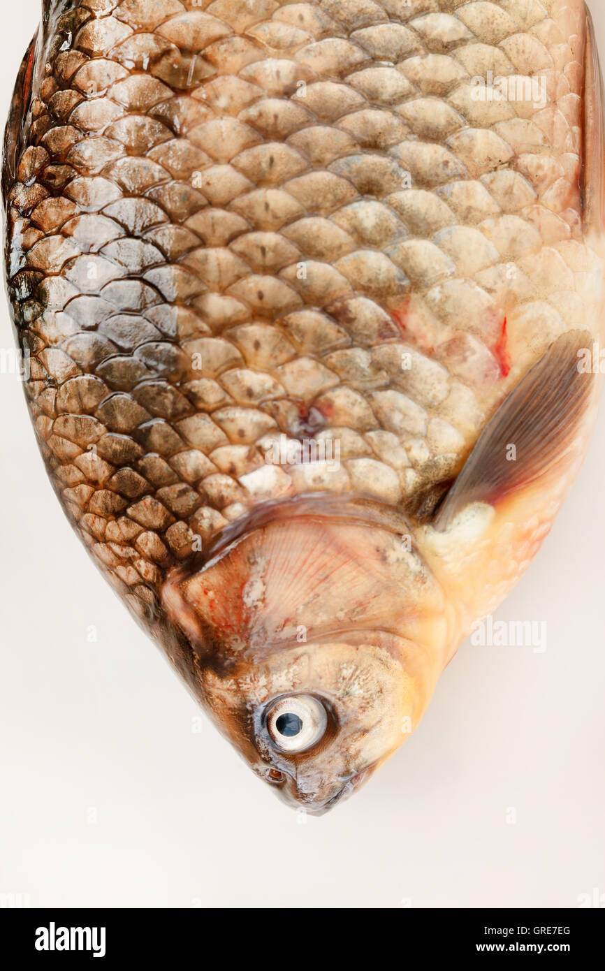 Crucian carp Stock Photo