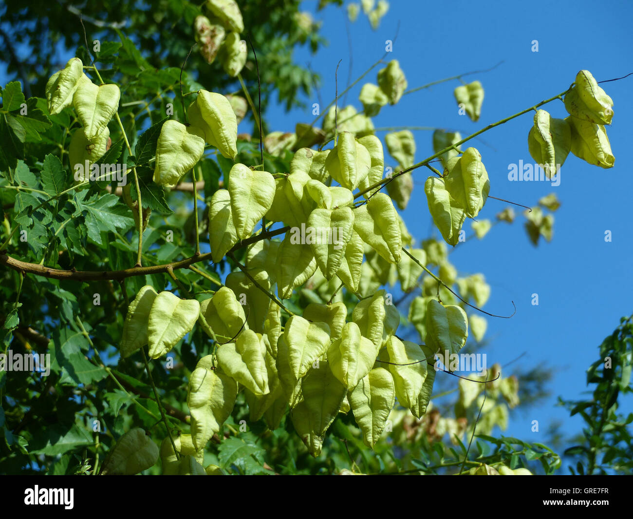 Bubble tree hi-res stock photography and images - Alamy