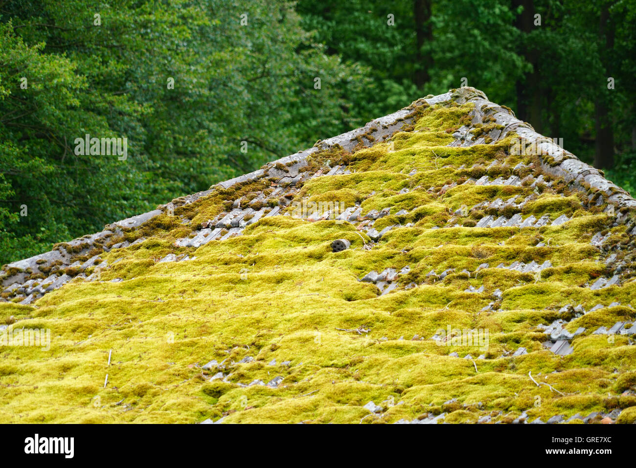 Mossy Roof Stock Photo