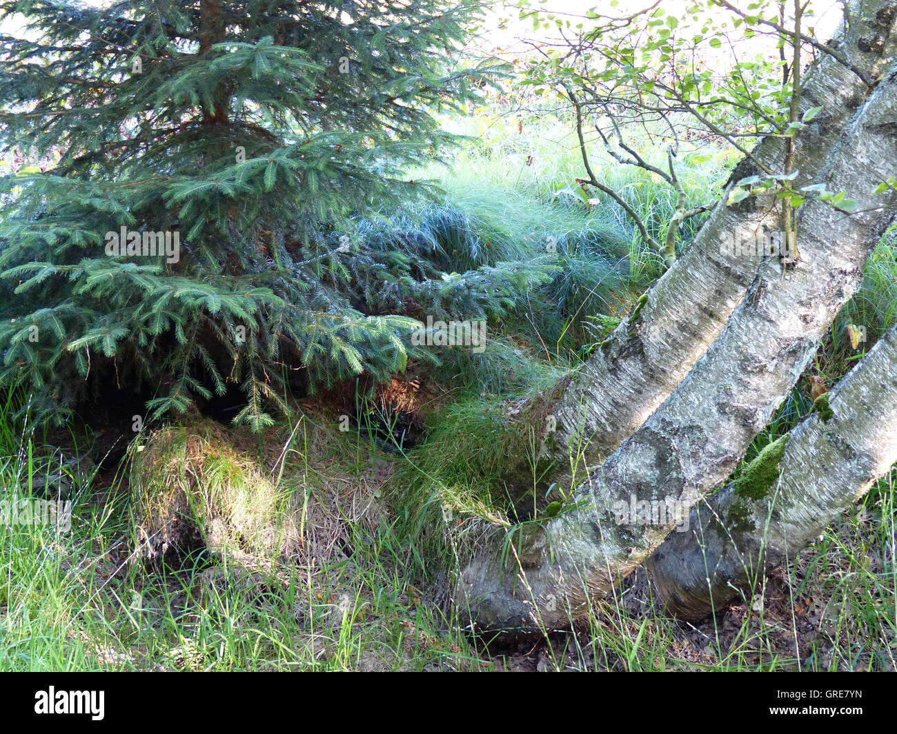 Uprooted Tree Provides Habitat For New Trees, The Natural Cycle Stock Photo