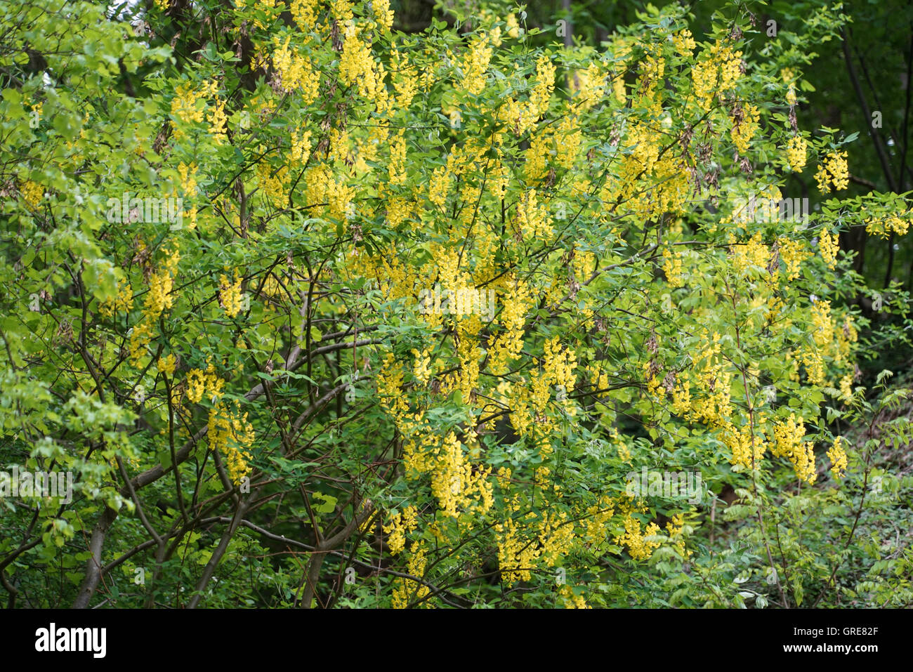 Golden ChainTree, Labumum Anagyroides Stock Photo Alamy