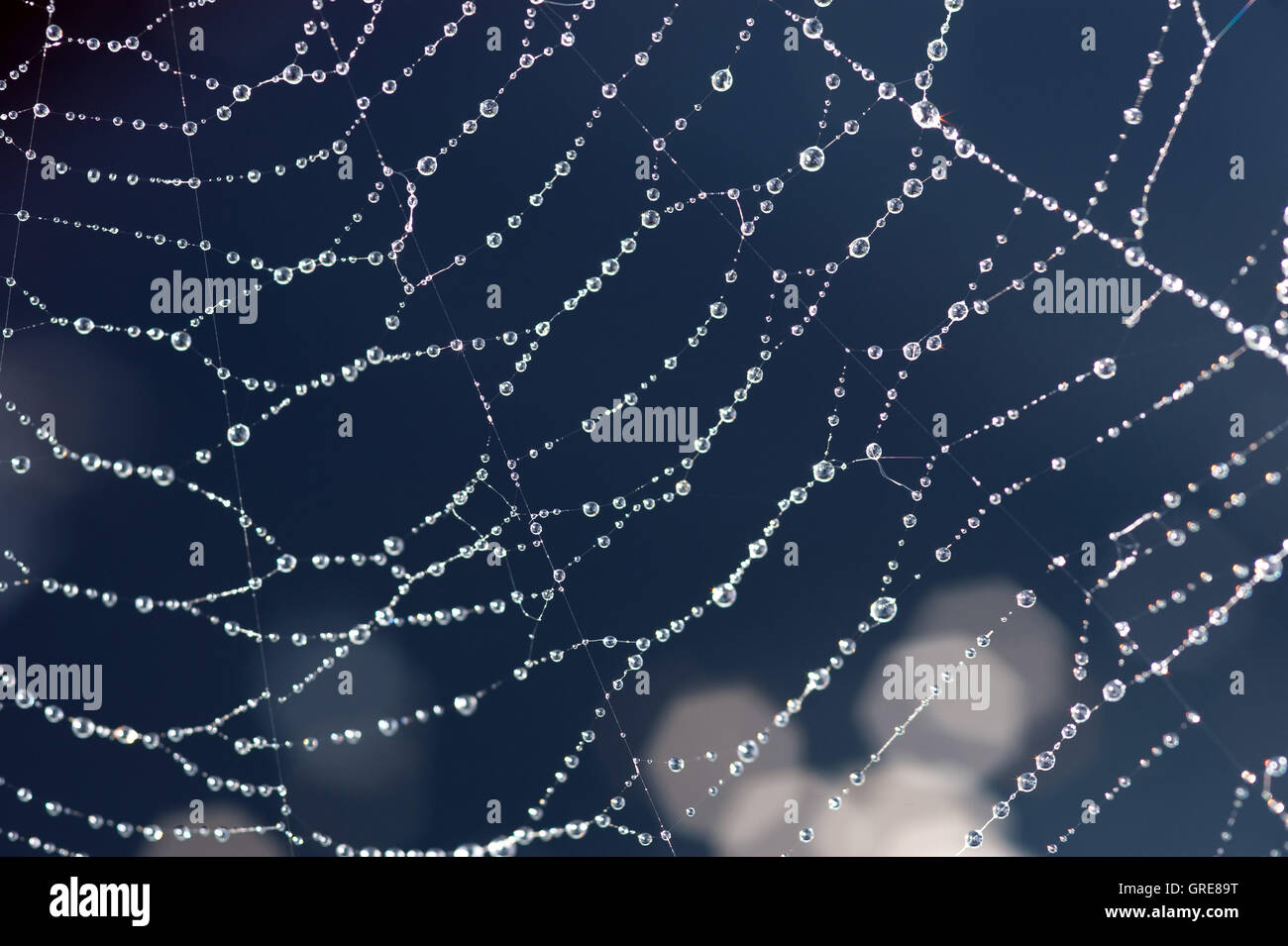 Spider web in garden Stock Photo - Alamy