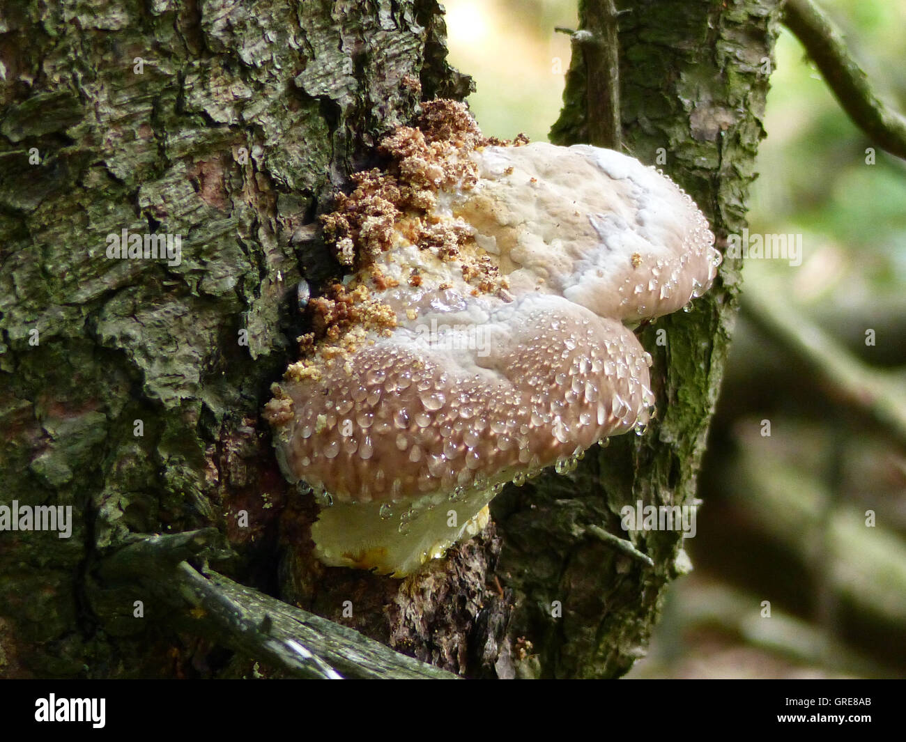 Tree Fungi With Dewdrops Stock Photo