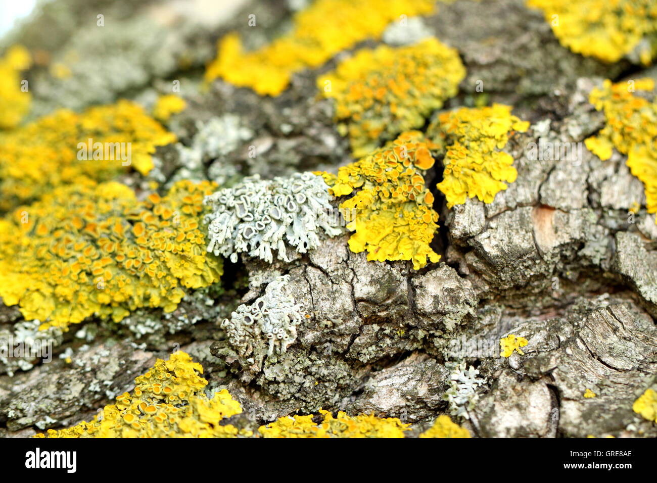 A bark of weeping willow and a yellow moss Stock Photo Alamy