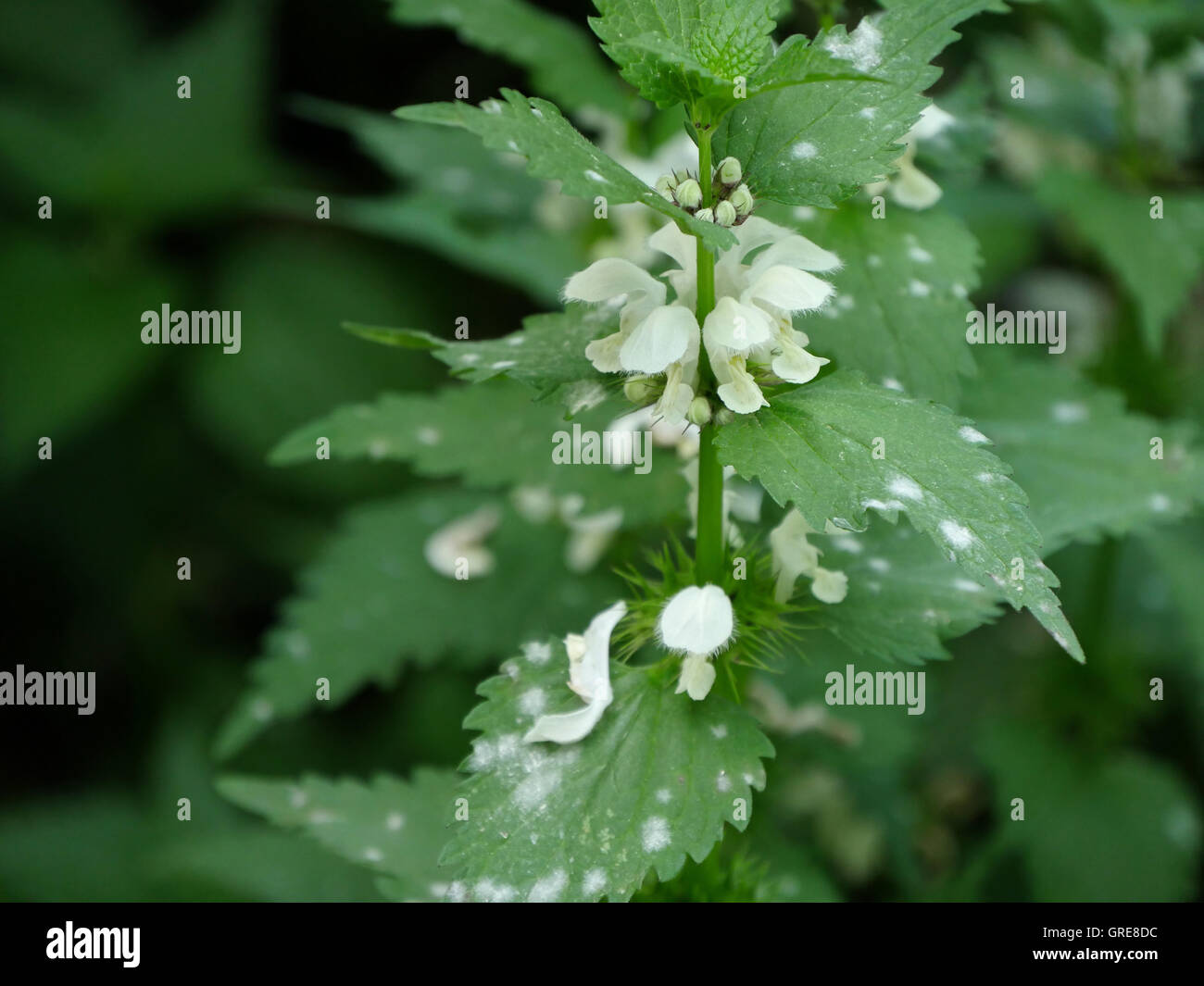 Deadnettle With Powdery Mildew, Plant Disease Stock Photo