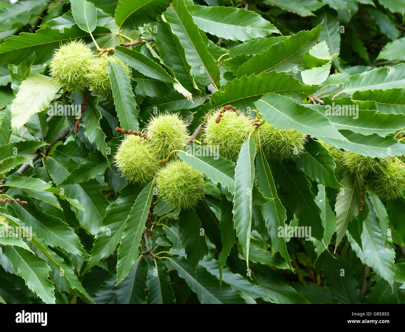 Prickly chestnut cases hires stock photography and images Alamy