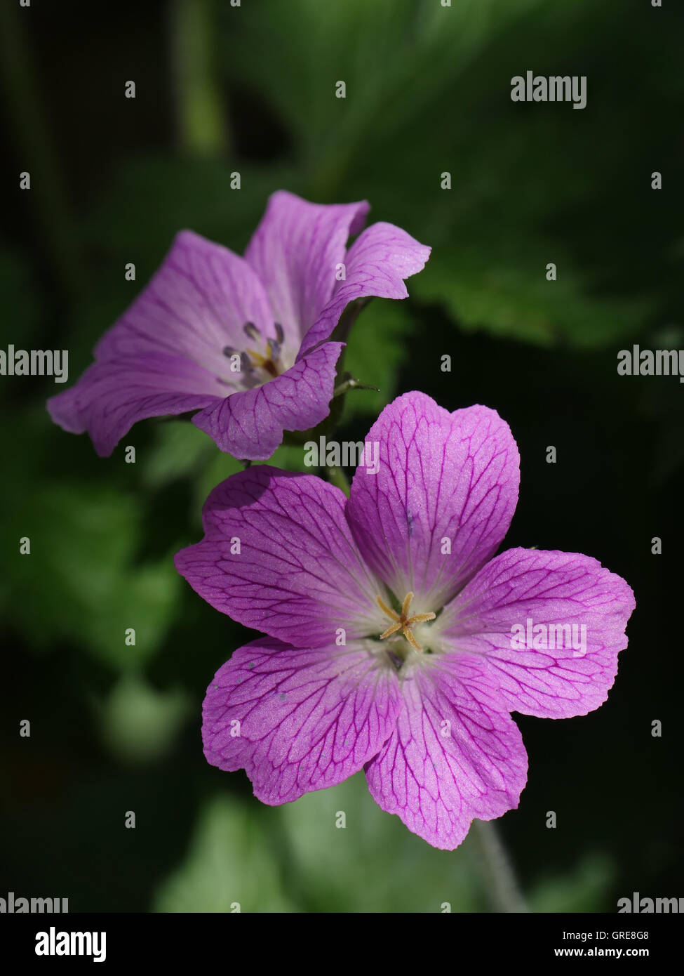 Cranesbill, Geranium With Dark Background Stock Photo