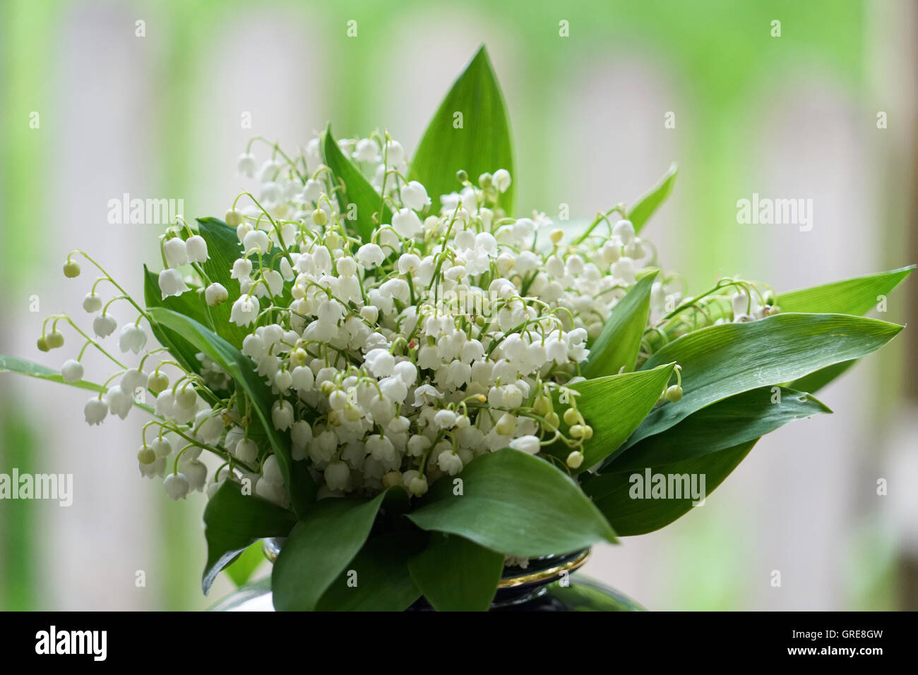 Bunch Of Lilies Of The Valley, Convallaria Majalis, Toxic Plant Stock