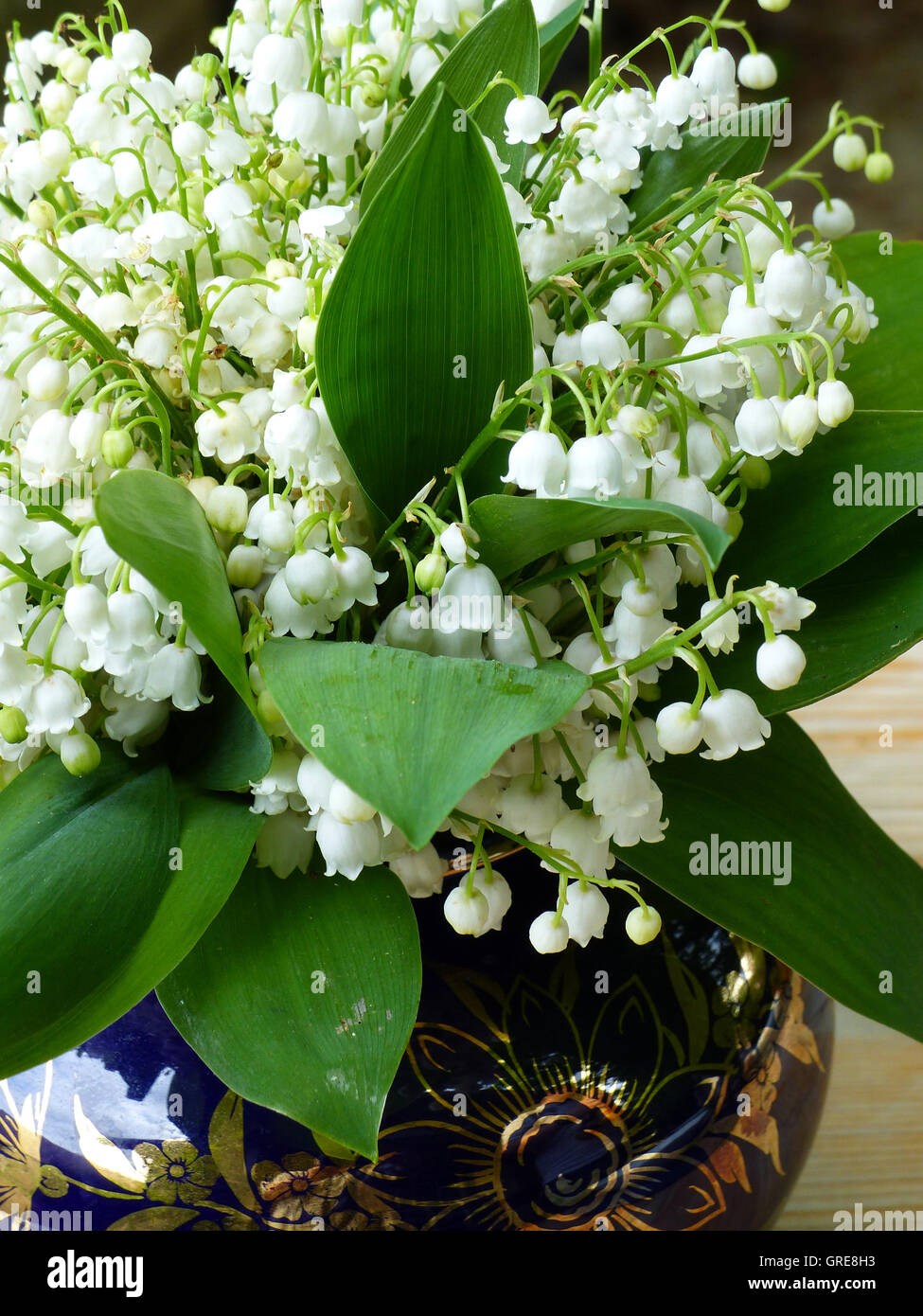 Bunch Of Lilies Of The Valley, Convallaria Majalis, Toxic Plant Stock