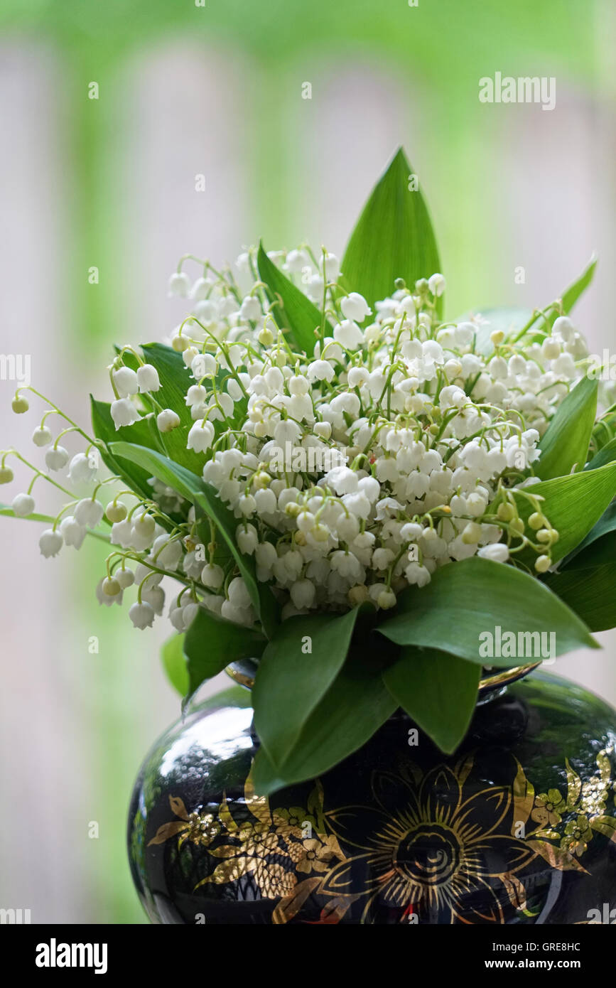 Bunch Of Lilies Of The Valley, Convallaria Majalis, Toxic Plant Stock