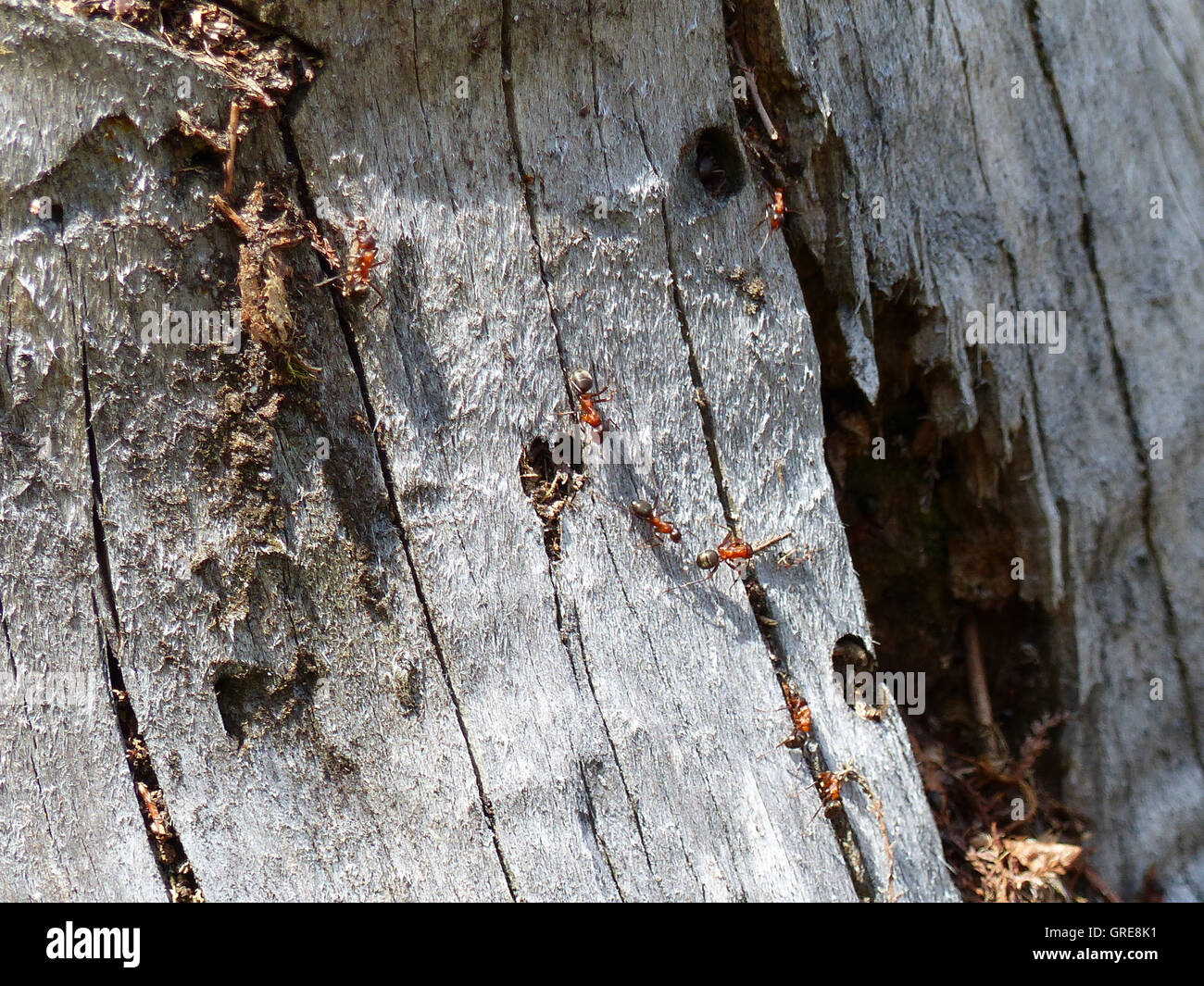 Red Wood Ants On A Tree Stump Stock Photo