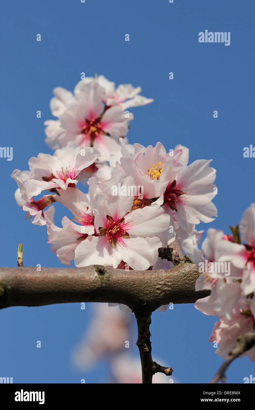 Almond Blossom Stock Photo