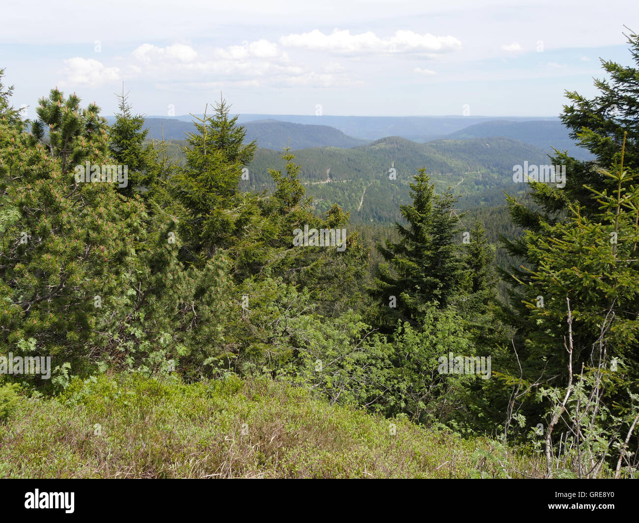Black range state forest hi-res stock photography and images - Alamy