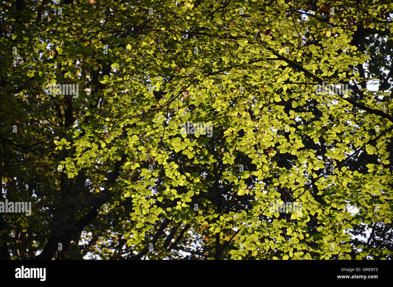 Bright light in beech hi-res stock photography and images - Alamy