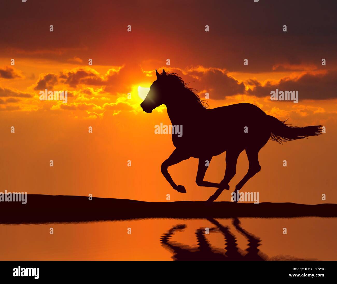 Horse running during sunset with water reflection Stock Photo Alamy