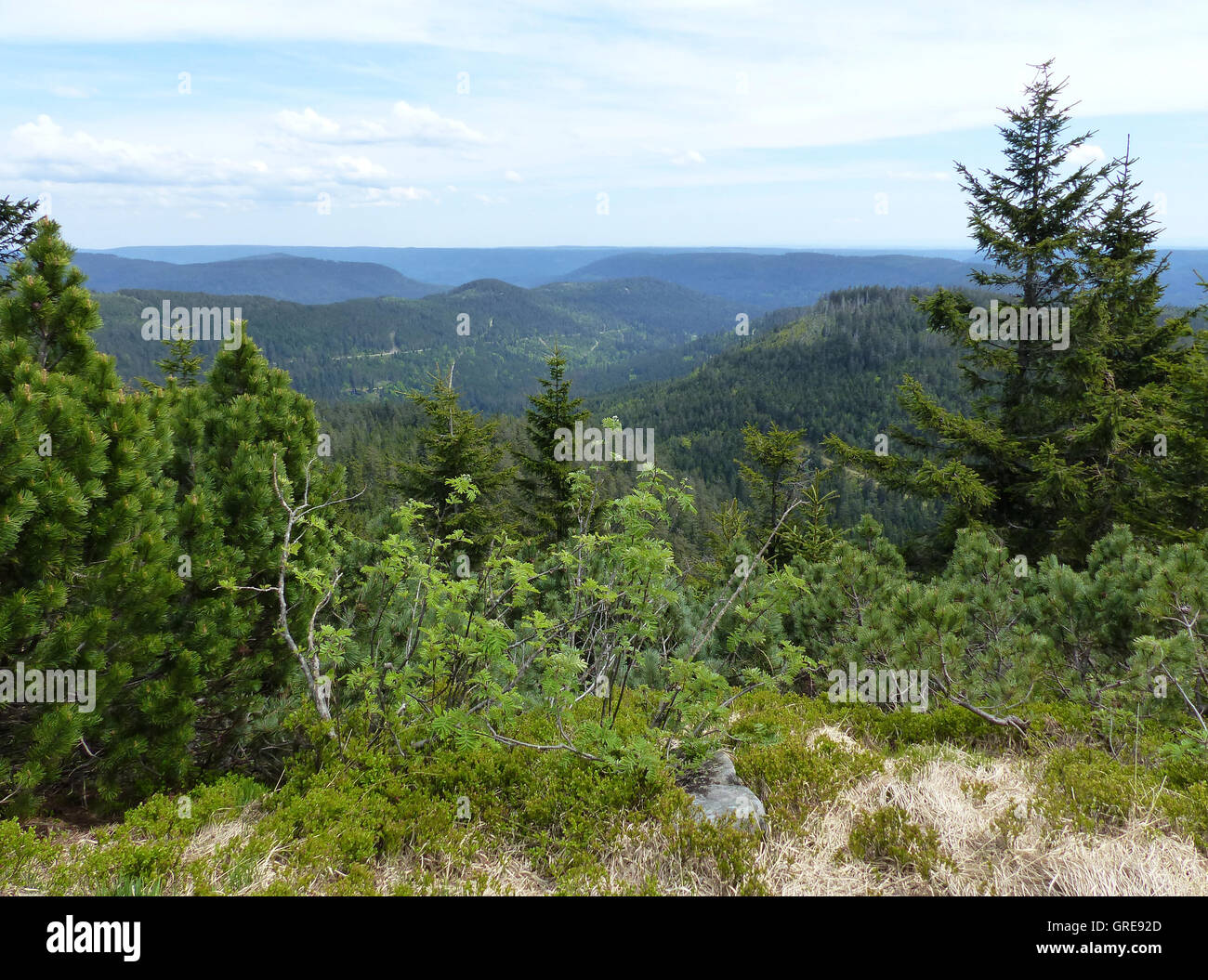 Black range state forest hi-res stock photography and images - Alamy
