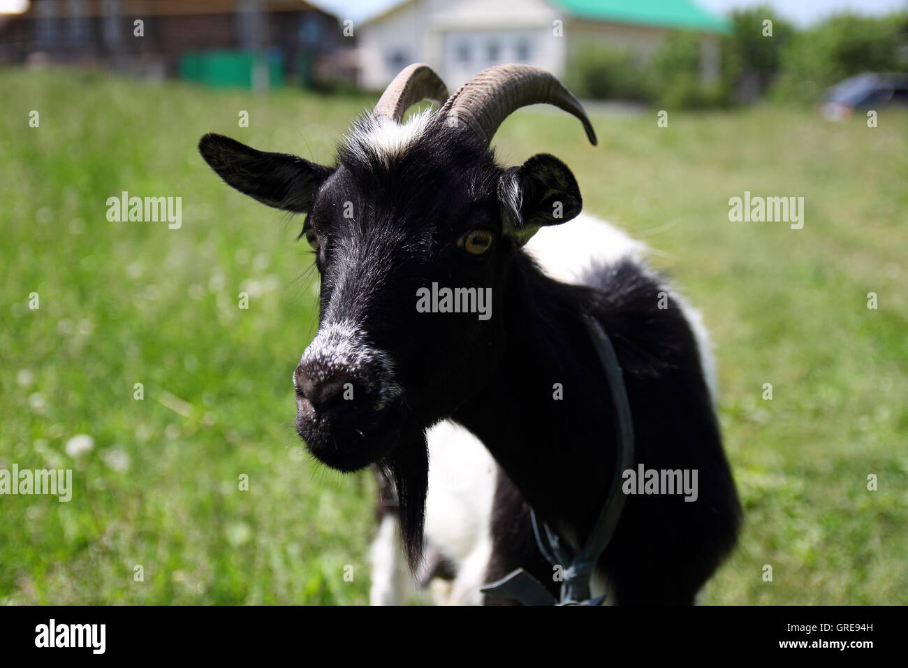 blackandwhite goat Stock Photo Alamy