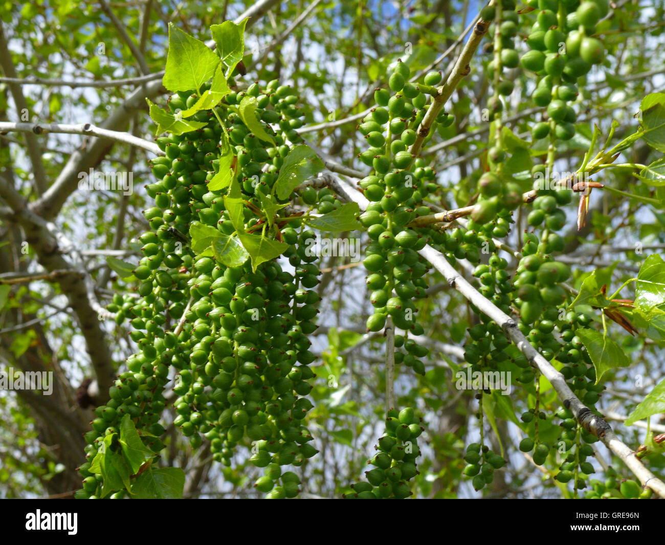 Tropical And Subtropical Tree With Green Infructescence Stock Photo