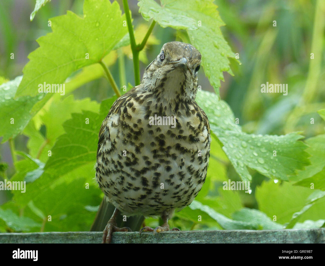 Song Thrush, Turdus Philomelos, Seen In Rhinehesse Stock Photo