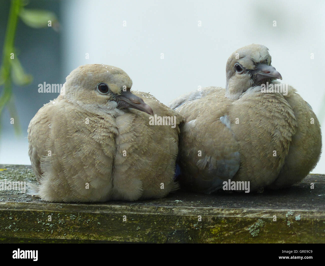 Two Young Collared Doves Sitting Side By Side, Streptopelia Decaocto Stock Photo